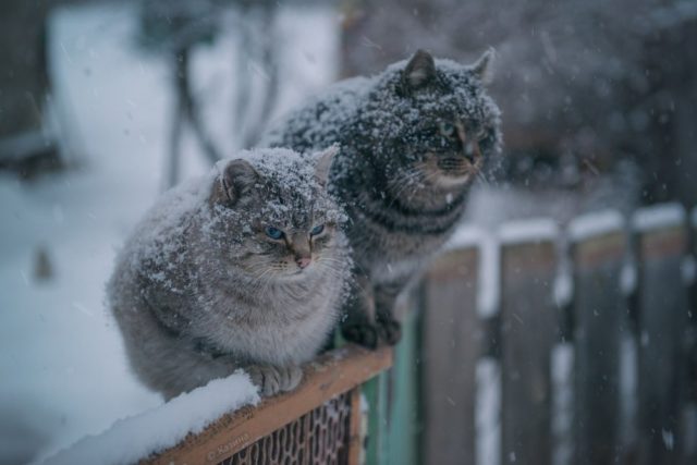 doshh-zi-snigom