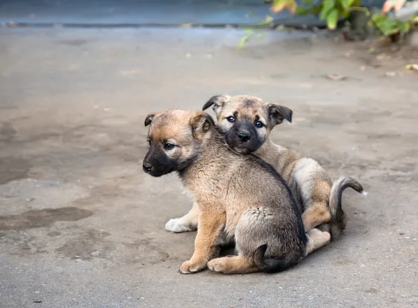 depositphotos_4874721-stock-photo-two-homeless-puppies
